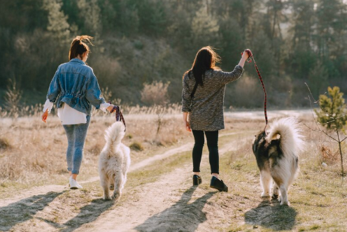 Page vitrine professionnelle d’un dog-sitter créée avec VitrinePro