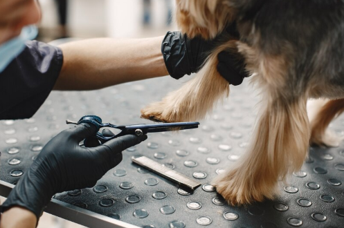 Toiletteur animalier avec un chien sur une table de toilettage